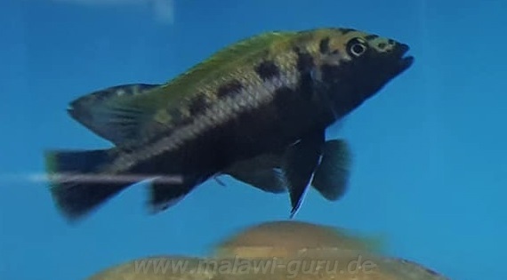 Melanochromis-baliodigma-4