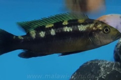 Melanochromis-baliodigma-2