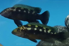 Melanochromis-baliodigma-3