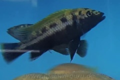 Melanochromis-baliodigma-4