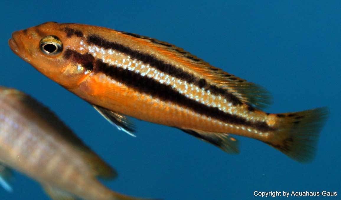 Melanochromis-chipokae-2