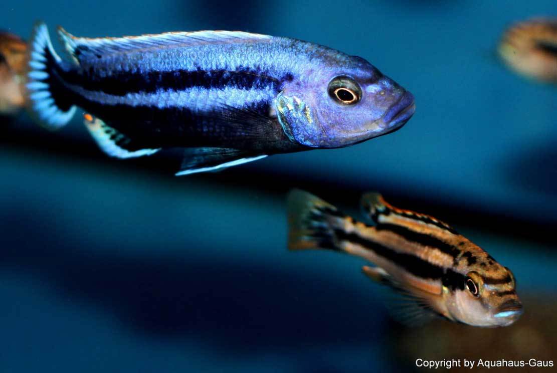 Melanochromis-chipokae-3