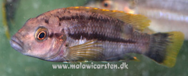 Melanochromis-chipokae-Nakantenga-Island-1
