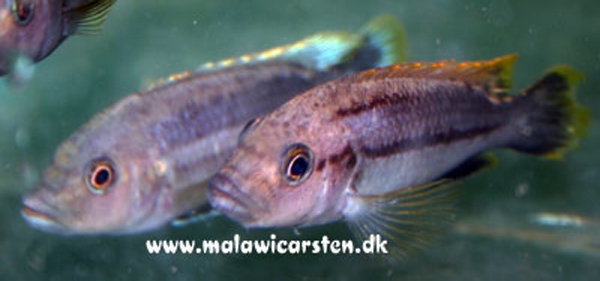 Melanochromis-chipokae-Nakantenga-Island-2