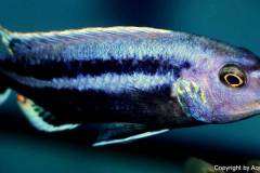 Melanochromis-chipokae-1