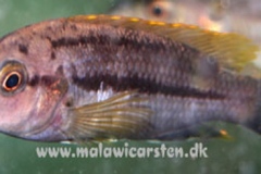 Melanochromis-chipokae-Nakantenga-Island-1