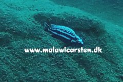 Melanochromis-heterochromis-01