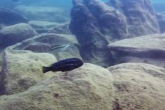 Melanochromis-heterochromis-1