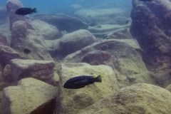 Melanochromis-heterochromis-2