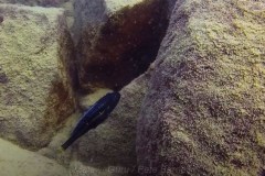 Melanochromis-heterochromis-3