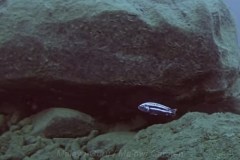 Melanochromis-heterochromis-6