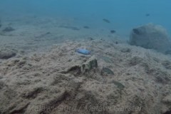 Melanochromis-heterochromis-7