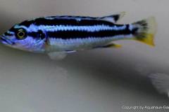 Melanochromis-Kaskazini-2