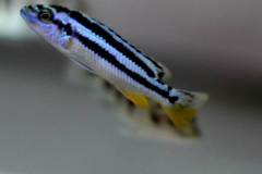 Melanochromis-Kaskazini-3