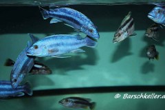 Melanochromis-kaskazani_bearbeitet-1