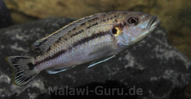 Melanochromis-lepidiadaptes-11