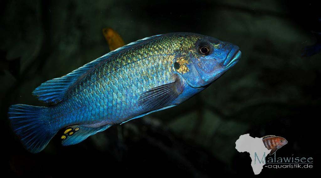 Melanochromis-lepidiadaptes-3