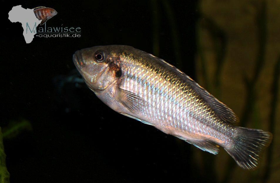 Melanochromis-lepidiadaptes-6