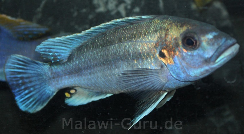 Melanochromis-lepidiadaptes-9