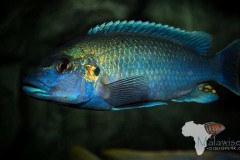 Melanochromis-lepidiadaptes-1