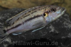 Melanochromis-lepidiadaptes-11