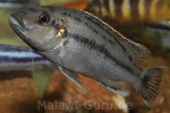 Melanochromis-lepidiadaptes-12