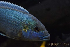 Melanochromis-lepidiadaptes-2