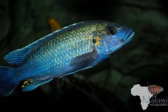 Melanochromis-lepidiadaptes-3