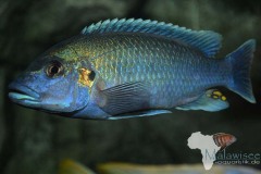 Melanochromis-lepidiadaptes-4