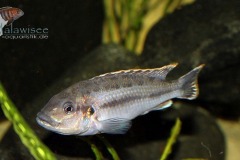 Melanochromis-lepidiadaptes-5