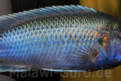 Melanochromis-lepidiadaptes-7