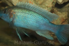 Melanochromis-lepidiadaptes-8