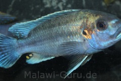 Melanochromis-lepidiadaptes-9