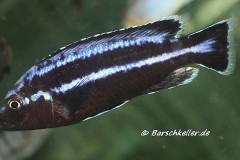 Melanochromis-loriae-3