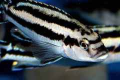 Melanochromis-melanopterus-1