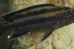 Melanochromis-melanopterus-10