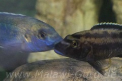 Melanochromis-melanopterus-11