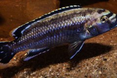 Melanochromis-melanopterus-7