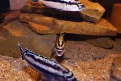 Melanochromis-melanopterus-8