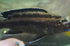 Melanochromis-melanopterus-9