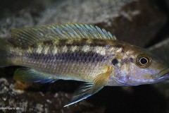 1-Melanochromis-Robustus-W