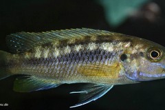 2-Melanochromis-Robustus-W