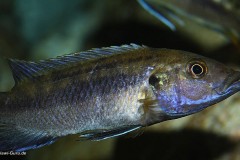 3-Melanochromis-Robustus-M