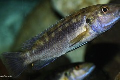 4-Melanochromis-Robustus-M