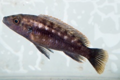Melanochromis-mpoto-Ruarwe-1