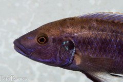 Melanochromis-mpoto-Ruarwe-3