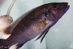 Melanochromis-mpoto-Ruarwe-4
