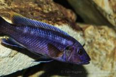 Melanochromis-robustus-1