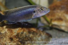 Melanochromis-robustus-3