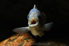 Metriaclima greshakei